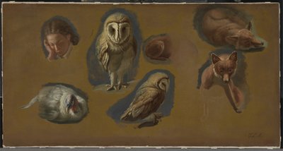 Estudios de un Zorro, una Lechuza, una Pava y la Cabeza de un Joven de Jacques Laurent Agasse