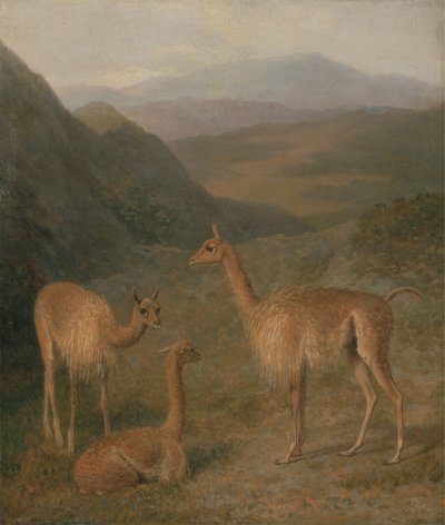 Vicuñas de Jacques Laurent Agasse