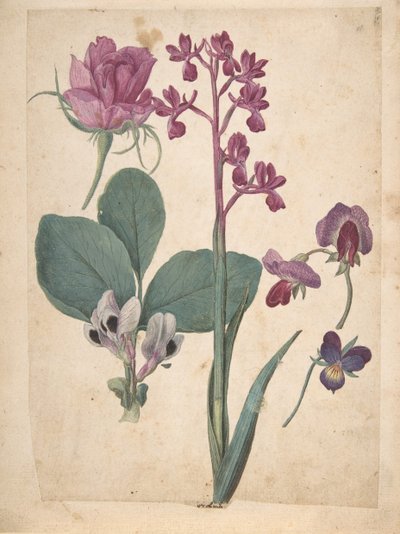 Una hoja de estudios de flores: una rosa, un pensamiento, un guisante dulce, un guisante de jardín, siglo XVI de Jacques Le Moyne
