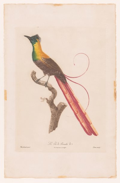 Ave del paraíso en una rama La Pie de Paradis No 5 (título sobre objeto) de Jacques Louis Perée
