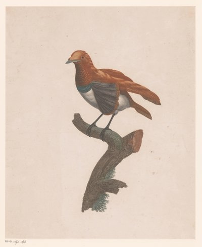 Pájaro en una rama de Jacques Louis Perée