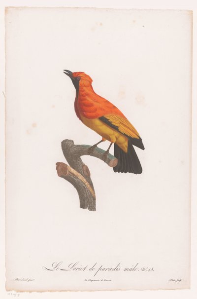 Bowerbird de cara negra en una rama Le Loriot de paradis male No 18 (título sobre objeto) de Jacques Louis Perée