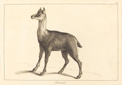Gamuza de Jacques Philippe Le Bas and Jean Eric Rehn after Jean Baptiste Oudry