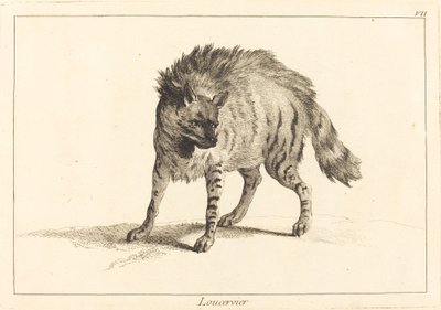 Loucervier (Hiena) de Jacques Philippe Le Bas and Jean Eric Rehn after Jean Baptiste Oudry