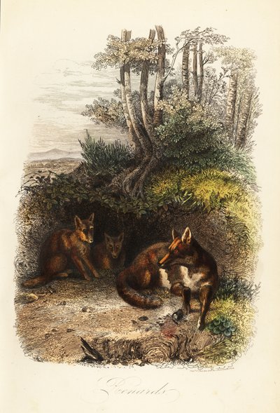 Familia de zorros rojos, Vulpes vulpes, fuera de una madriguera de Jacques Raymond (after) Brascassat