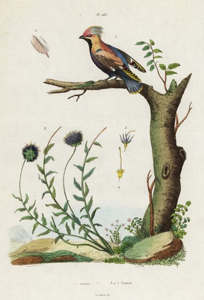 El ala de cera de Bohemia y el bocado de oveja. de Jacques Reyne Isidore Acarie Baron