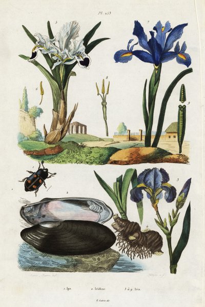 Iris, mejillón y escarabajo. de Jacques Reyne Isidore Acarie Baron