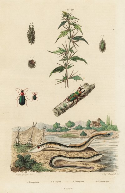 La lamprea de mar y los escarabajos. de Jacques Reyne Isidore Acarie Baron