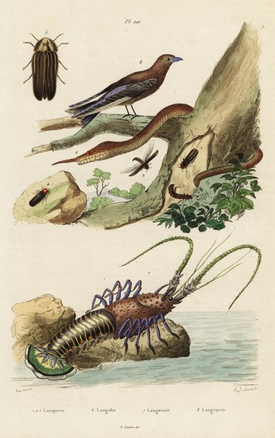 Langosta, golondrina de bosque, luciérnaga y serpiente de nariz de hoja. de Jacques Reyne Isidore Acarie Baron