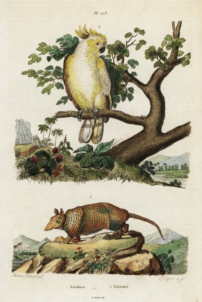 Cacatúa de cresta amarilla y armadillo. de Jacques Reyne Isidore Acarie Baron