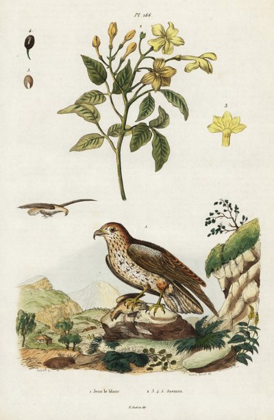 Jazmín amarillo y águila culebrera. de Jacques Reyne Isidore Acarie Baron