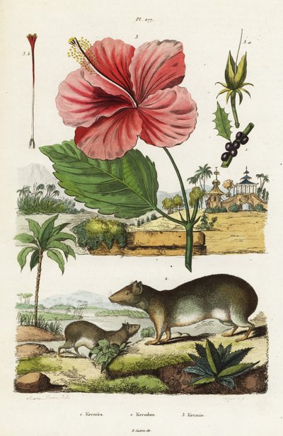 Cangrejo de roca e hibisco chino. de Jacques Reyne Isidore Acarie Baron