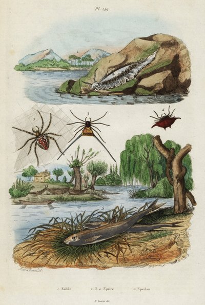 Babosa de mar, araña de jardín y pejerrey europeo, 1834-1839 (grabado) de Jacques Reyne Isidore Acarie Baron