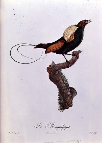 Ave del Paraíso, grabado por Jacques Louis Peree de Jacques (after) Barraband