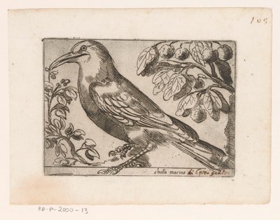 Vogel Chuta marina (título sobre objeto) Vogels (título de la serie) de Jacques de Fornazeris (possibly)