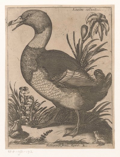 un re Anatra Saluatica (título sobre objeto) Nine Birds (título de la serie) de Jacques de Fornazeris