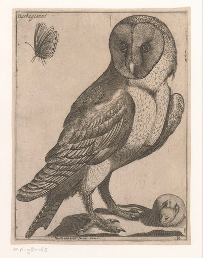 lechuza Barbagianni (título sobre objeto) Nine Birds (título de la serie) de Jacques de Fornazeris