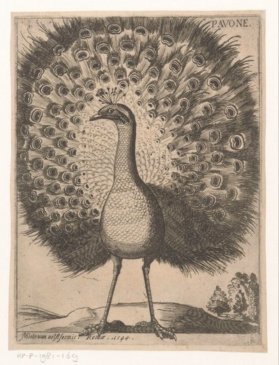 Pavo real Pavone (título sobre objeto) Nine Birds (título de la serie) de Jacques de Fornazeris