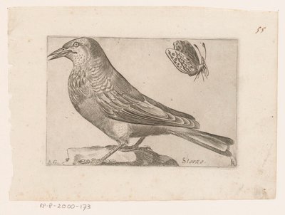 Estornino (Sturnus vulgaris) Storno (título sobre el objeto) Pájaros (título de la serie) de Jacques de Fornazeris