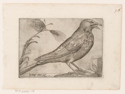 Estornino (Sturnus vulgaris) Storno (título sobre el objeto) Pájaros (título de la serie) de Jacques de Fornazeris