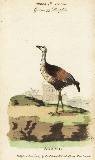 Garza agami, Agamia agami de Jacques de Seve