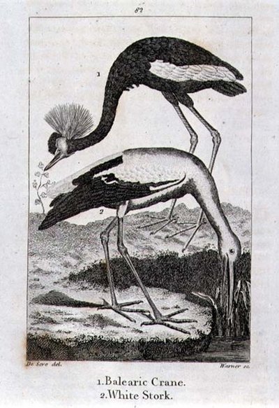 Grulla Balear y Cigüeña Blanca, de 