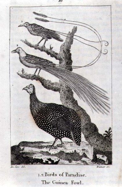 Aves del Paraíso y una Pintada, de 