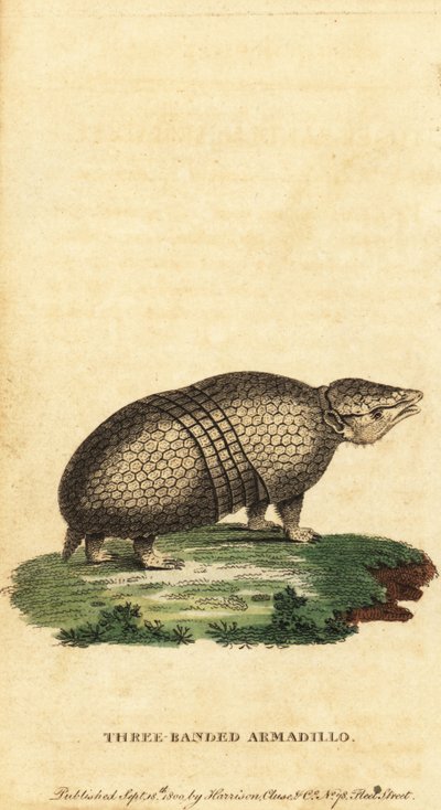 Armadillo brasileño de tres bandas, Tolypeutes tricinctus,1800 (grabado) de Jacques de Seve