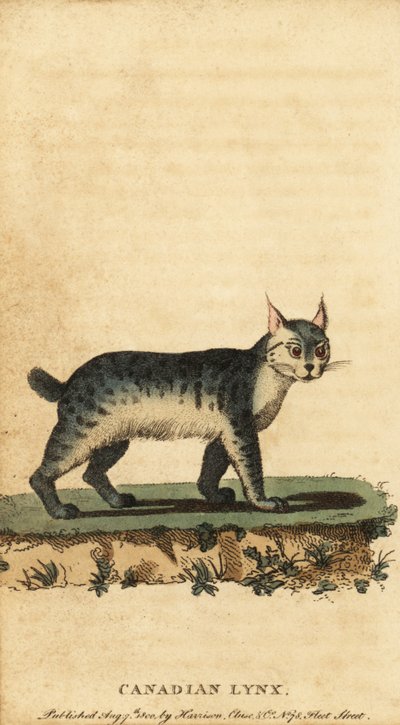 Lince canadiense, Lynx canadensis.,1800 (grabado) de Jacques de Seve
