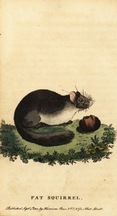 Lirón comestible o lirón gordo, Glis glis.,1800 (grabado) de Jacques de Seve