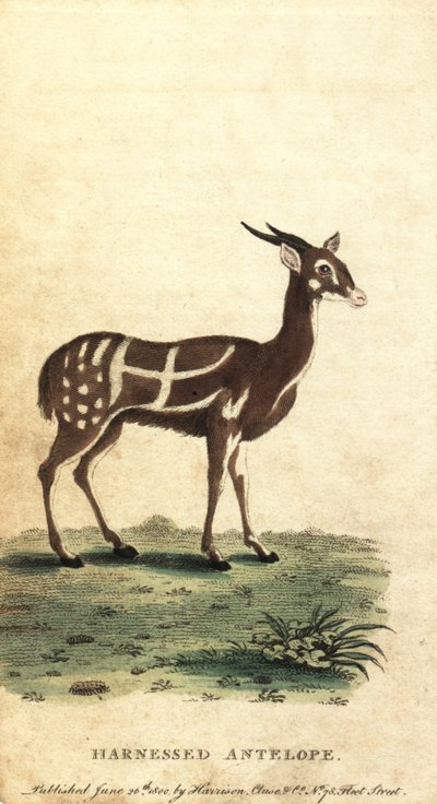 Bushbuck o kewel enjaezado, Tragelaphus scriptus.,1800 (grabado) de Jacques de Seve