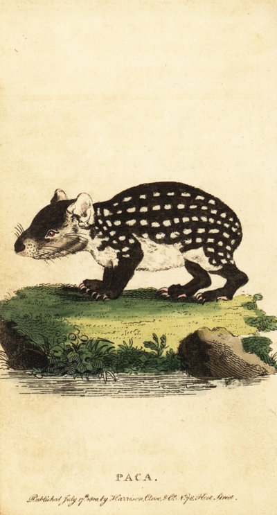 Paca de las tierras bajas o paca manchada, Cuniculus paca.,1800 (grabado) de Jacques de Seve