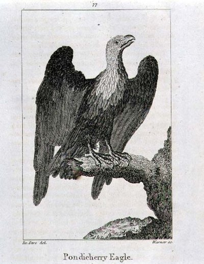 Águila de Pondicherry, de 
