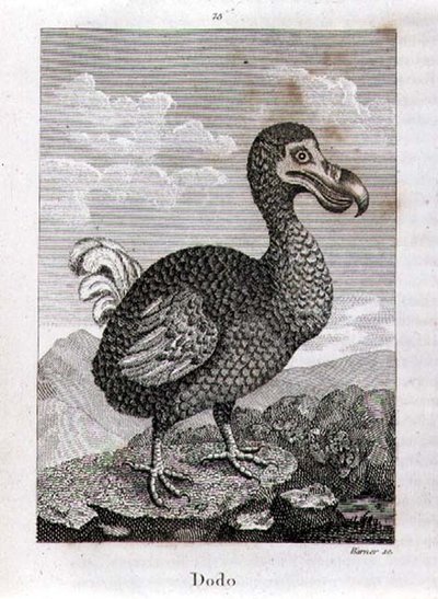 El Dodo, de 