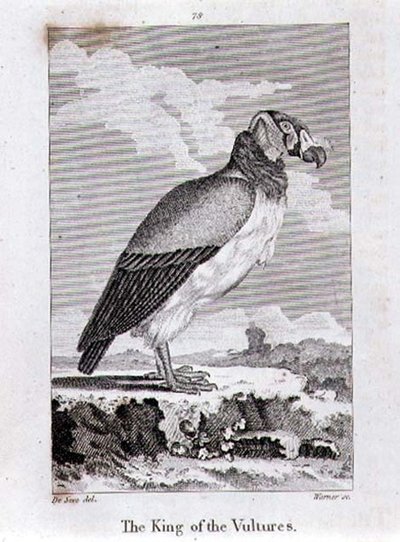 El Rey de los Buitres, de 