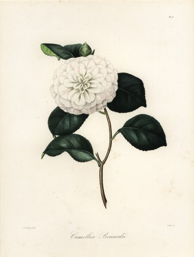 Variedad de Camellia japonica, Camellia bonardii o Camellia bonnardii de Jakob (after) Jung