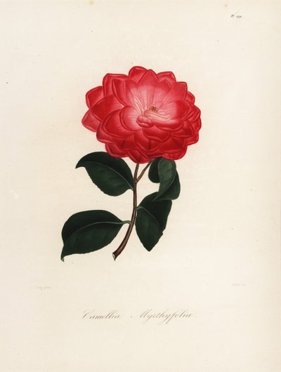 Variedad de Camellia japonica, Camellia myrthyfolia de Jakob (after) Jung