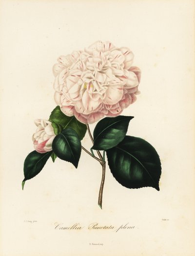 Camellia japonica variedad, Camellia punctata plena de Jakob (after) Jung