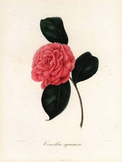 Camellia japonica variedad, Camellia squamosa o Camellia squammosa de Jakob (after) Jung