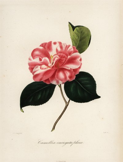 Variedad de camelia japonesa, Camellia variegata plena de Jakob (after) Jung