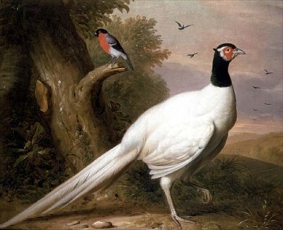 Un faisán blanco en un paisaje de Jakob Bogdani or Bogdany