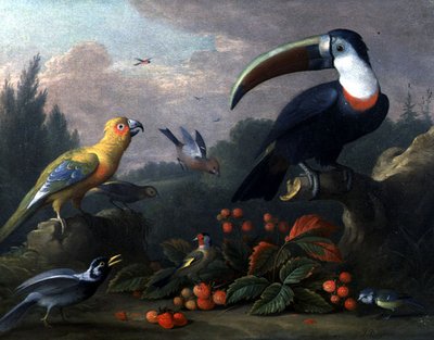 Tucán con Otros Pájaros de Jakob Bogdani or Bogdany