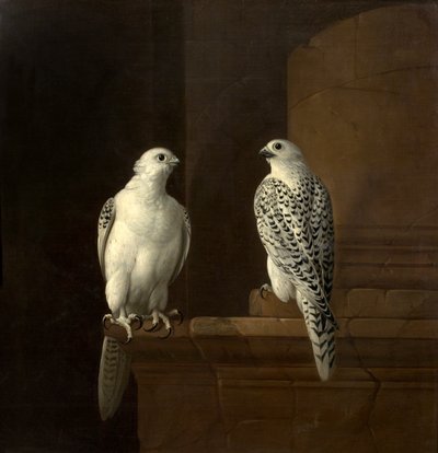 Dos halcones islandeses de Jakob Bogdani or Bogdany