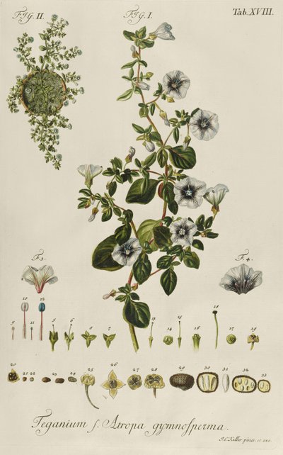 Convolvulus: Teganium f. Atropa gymnosperma de "Plantae Rariores" de Jakob Christoph Keller
