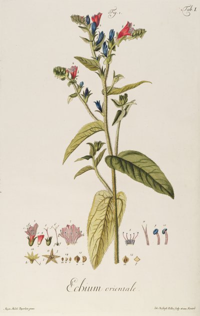 Echium: Orientale de "Icones Plantarum", c.1763 (grabado) de Jakob Christoph Keller