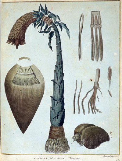 Banana - en “Viaje a Nubia y Abisinia realizado para descubrir las fuentes del Nilo durante los años 1768 a 1772”, por James Bruce, vol. 1, París de James Bruce