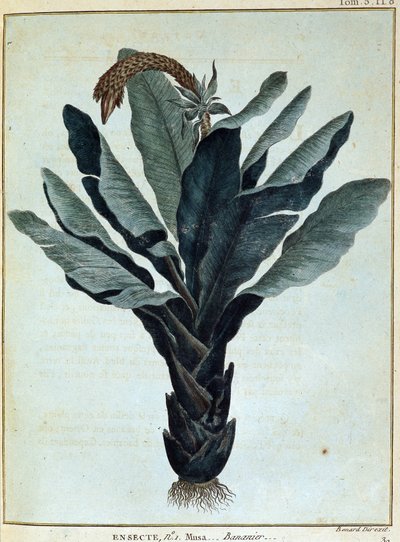 Banana - en "Viaje a Nubia y Abisinia realizado para descubrir las fuentes del Nilo durante los años 1768 a 1772", por James Bruce, vol. 1, París de James Bruce