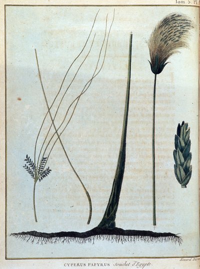 Cyperus papyrus, variedad de Egipto - en “Viaje a Nubia y Abisinia realizado para descubrir las fuentes del Nilo durante los años 1768 a 1772”, por James Bruce, vol. 1, París de James Bruce