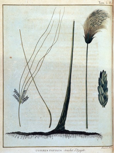 Cyperus papyrus, cepa de Egipto - en “Viaje a Nubia y Abisinia realizado para descubrir las fuentes del Nilo durante los años 1768 a 1772”, por James Bruce, vol. 1, París de James Bruce