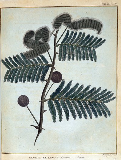 Ergett el Krone, mimosa - acacia - en "Journey in Nubia and Abyssinia undertaken to discover the sources of the Nile during the years 1768 a 1772", por James Bruce, vol. 1, París de James Bruce